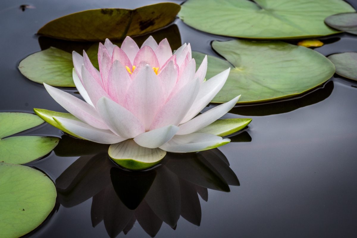 conseils pour débutant en yoga toulouse